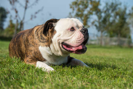 Brindle coat American Bulldog dog portrait in the yardの写真素材