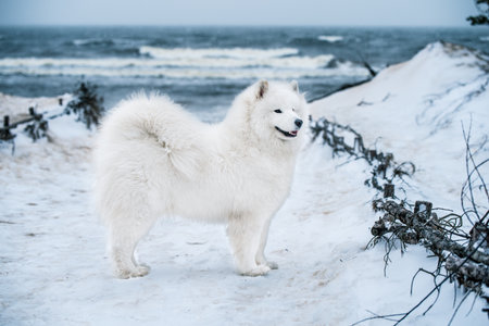 Nice Samoyed white dog is on snow Carnikova Baltic Sea beach in Latvia. White fluffy dog is like as teddyの写真素材