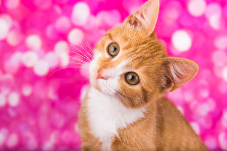 A cute red kitten on pink background. Playful and funny pet, blank for advertising, poster, sale, veterinary clinic. Copy space.の写真素材