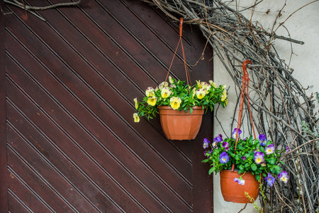 White pansies flowers in a hanging potの写真素材