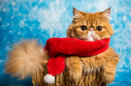 Red Persian cat in red Santa Claus scarf on Christmasの写真素材