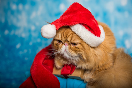 Red Persian cat in red Santa Claus hat on Christmasの写真素材