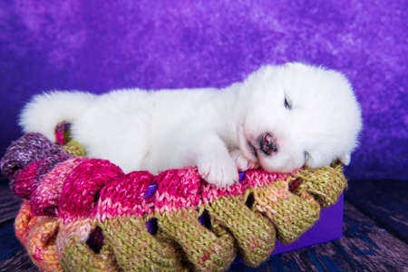 White fluffy small Samoyed puppy dog in a Christmas gift box