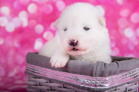 White fluffy small Samoyed puppy dog in a basket