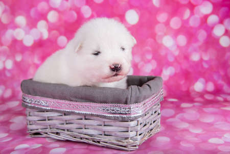 White fluffy small Samoyed puppy dog in a basket