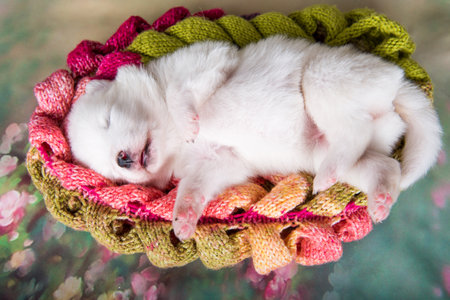White fluffy Samoyed puppy dog on knitted scarfの写真素材