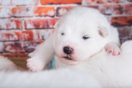 Small two weeks age old cute white Samoyed puppy dogの写真素材