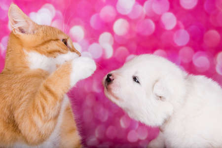 Samoyed puppy with little angry red kitten with green eyesの写真素材