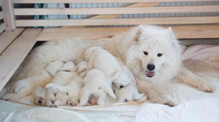 Samoyed dog mother with puppies. Puppies suckling motherの写真素材
