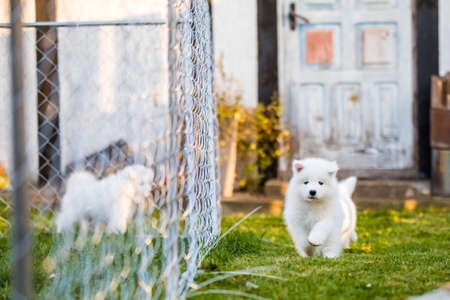 Adorable samoyed puppy running on the lawnの写真素材