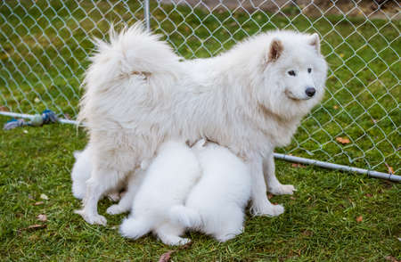 Samoyed dog mother with puppies. Puppies suckling mother