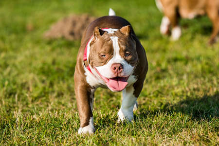 Chocolate color male American Bully puppy dog is movingの写真素材