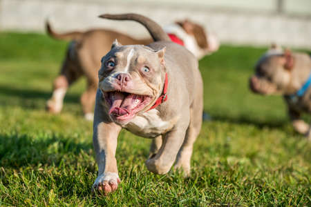 A pocket Lilac color male American Bully puppy dog is moving.の写真素材