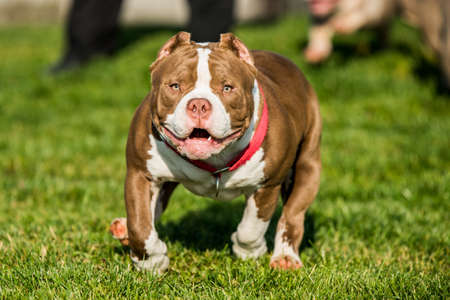 Chocolate color male American Bully puppy dog is movingの写真素材