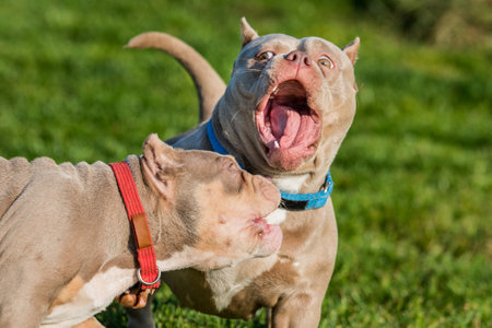 Two American Bully puppies dogs are playingの写真素材