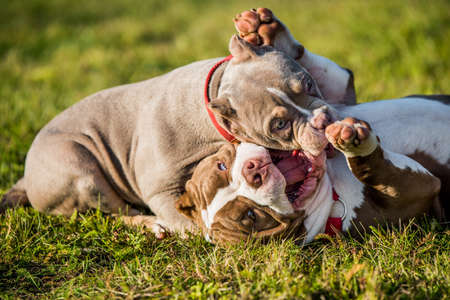 Two American Bully puppies dogs are playingの写真素材
