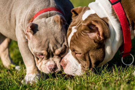 Two American Bully puppies dogs are playingの写真素材