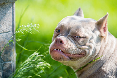Close up of Lilac color American Bully dog outsideの写真素材