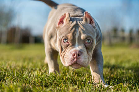 A pocket Lilac color male American Bully puppy dog is moving.の写真素材