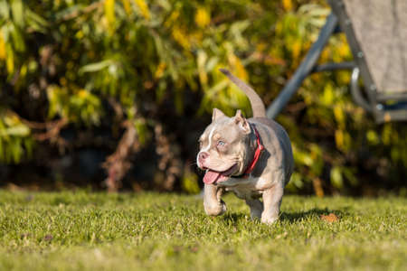 A pocket Lilac color male American Bully puppy dog is moving.の写真素材