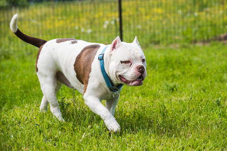 American Bully dog male in move on natureの写真素材