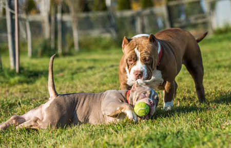 Two American Bully puppies dogs are playingの写真素材