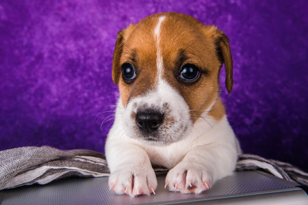 Cute Jack Russell Terrier puppy dog sits in a suitcase for traveling.の写真素材