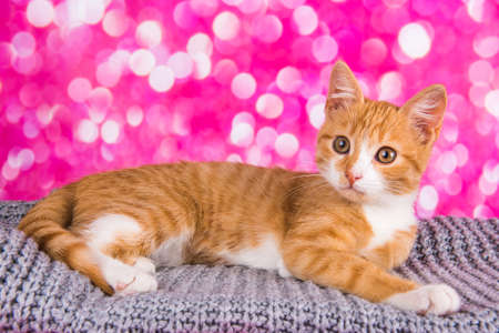 Playful and funny cute red kitten on pink backgroundの写真素材