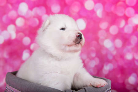 White fluffy small Samoyed puppy dog is sleeping in a Christmas basket in front of pink backgroundの写真素材