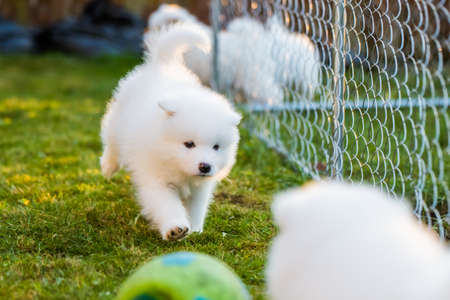 Funny fluffy white Samoyed puppies dogs are playing.の写真素材
