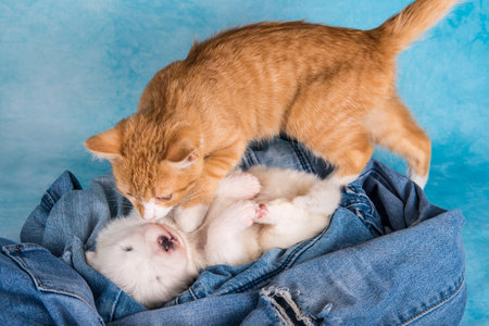 White fluffy small Samoyed puppy dog and red cat on blue jeans background.