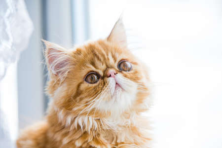 Lovely small red persian kitten on white window background.の写真素材