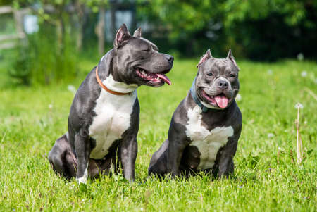 Blue hair American Staffordshire Terrier and American Bully dogs female portrait outsideの写真素材