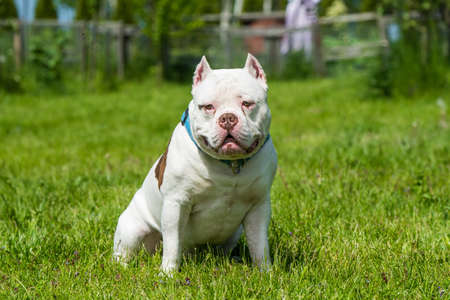 White American Bully dog male portrait outside on green grass. Medium sized dog with a bulky muscular bodyの写真素材
