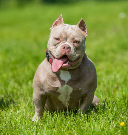A pocket American Bully puppy dog sitting on green grass. Medium sized dog with a compact bulky muscular bodyの写真素材