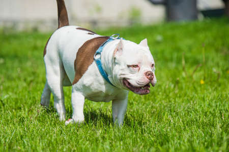 White American Bully dog male in move on nature. Medium sized dog with a bulky muscular bodyの写真素材