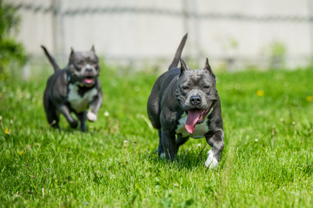 Female blue brindle American Staffordshire Terrier dog or AmStaff in move on natureの写真素材