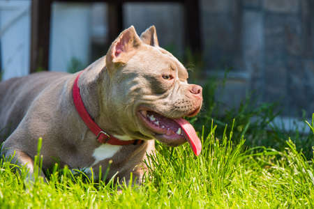 Lilac color American Bully puppy dog lying on green grass. Medium sized dog with a compact bulky muscular bodyの写真素材