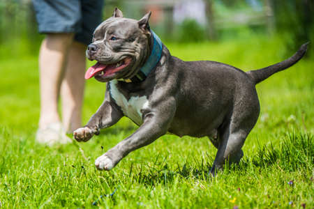 Blue hair American Bully dog female in move on nature. Medium sized dog with a compact bulky muscular bodyの写真素材