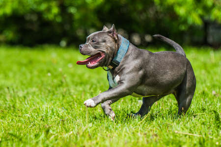 Blue hair American Bully dog female in move on nature. Medium sized dog with a compact bulky muscular bodyの写真素材