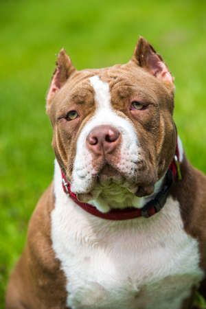 Chocolate brown color American Bully puppy dog is on green grass. Medium sized dog with a bulky muscular bodyの写真素材