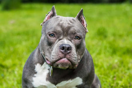 Blue hair American Bully dog female closeup portrait outside on green grass. Medium sized dog with a bulky muscular bodyの写真素材