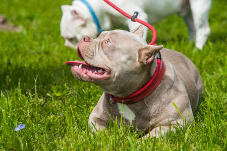 A pocket Lilac color American Bully dog is lying on green grass. Funny dog on a leash.の写真素材