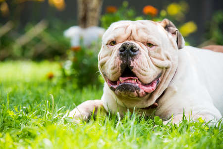 Portrait of strong-looking White American Bulldog on green grass outdoors.の写真素材