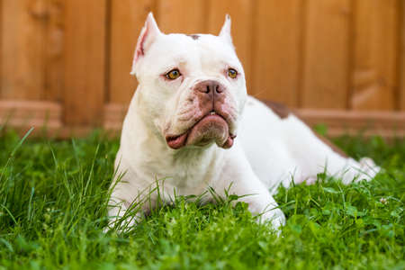 White American Bully female dog is on green grass. Medium sized dog with a compact bulky muscular bodyの写真素材