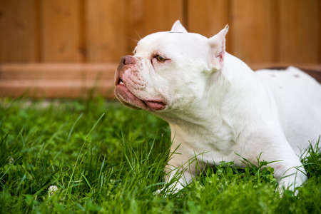 White American Bully female dog is on green grass. Medium sized dog with a compact bulky muscular bodyの写真素材