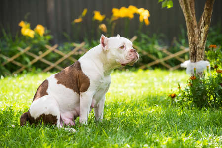White American Bully female dog is on green grass. Medium sized dog with a compact bulky muscular bodyの写真素材