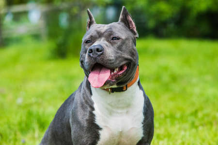 Female blue brindle American Staffordshire Terrier dog or AmStaff closeup on natureの写真素材