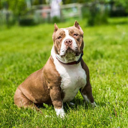 Chocolate brown color American Bully puppy dog is on green grass. Medium sized dog with a compact bulky muscular body, blocky head and heavy bone structure.の写真素材