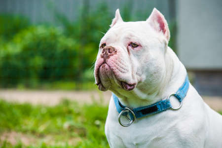 White American Bully dog male closeup portrait outside on green grass. Medium sized dog with a compact bulky muscular body, blocky head and heavy bone structure.の写真素材